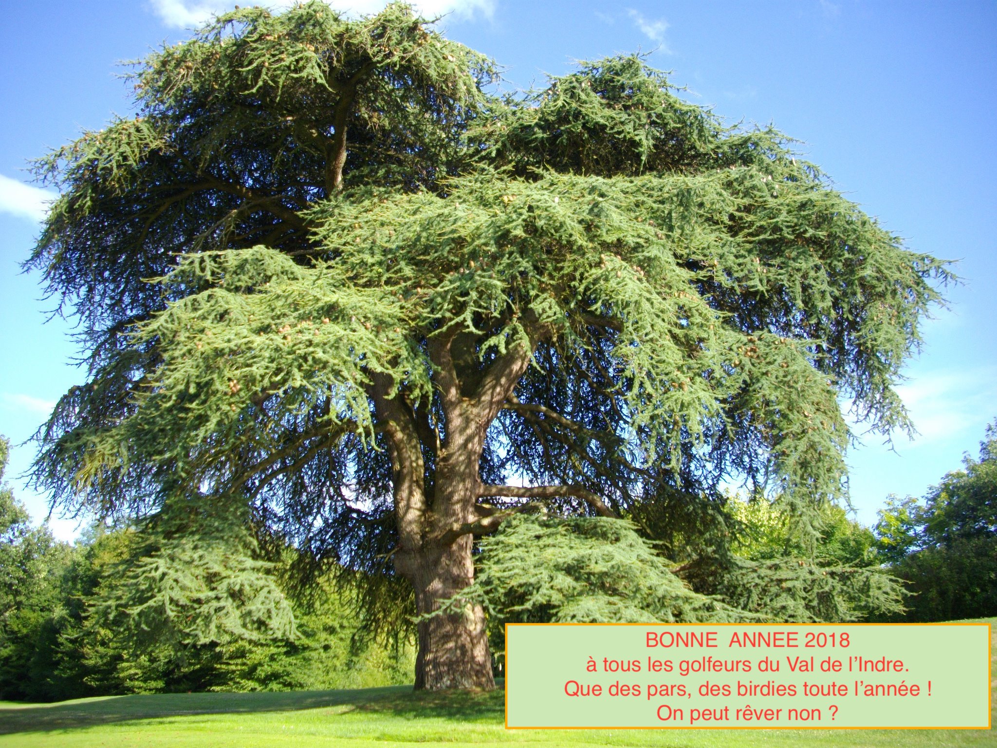 Cèdre Villedieu copie